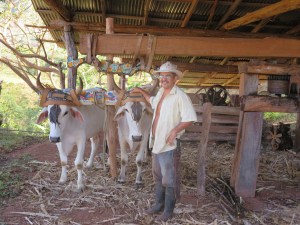 Eduardo and his oxen in his trapiche